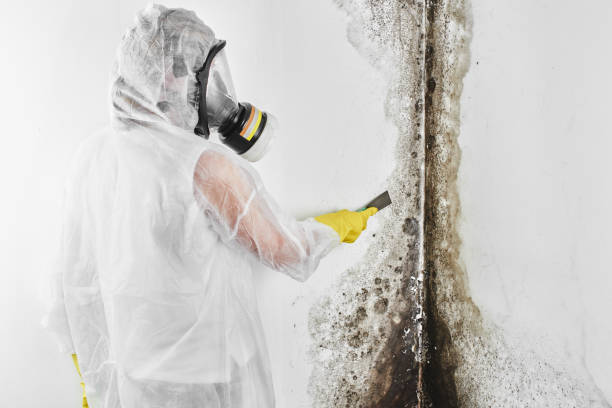 Best Localized Mold Remediation (e.g., coastal areas, humid climates) in Red Hill, PA