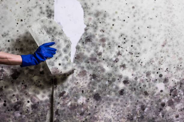 Best White Mold Remediation in Red Hill, PA