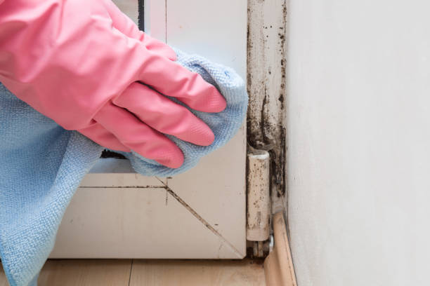 Best Attic Mold Remediation in Red Hill, PA